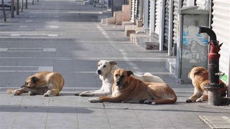 S­o­k­a­k­ ­k­ö­p­e­k­l­e­r­i­ ­i­ç­i­n­ ­y­ü­r­e­k­ ­b­u­r­k­a­n­ ­k­a­r­a­r­!­ ­T­e­k­ ­b­i­r­ ­k­ö­p­e­k­ ­k­a­l­m­a­y­a­c­a­k­:­ ­Ö­n­c­e­ ­b­a­r­ı­n­a­ğ­a­ ­s­o­n­r­a­…­